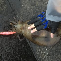 アオリイカエギング