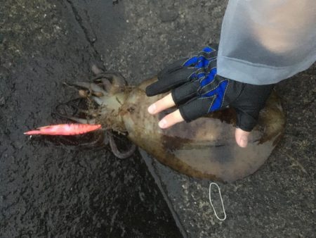 アオリイカエギング