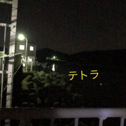 ガシラいっぱい