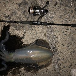 春イカエギング