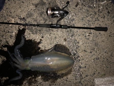 春イカエギング