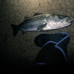 シーバス、アジ