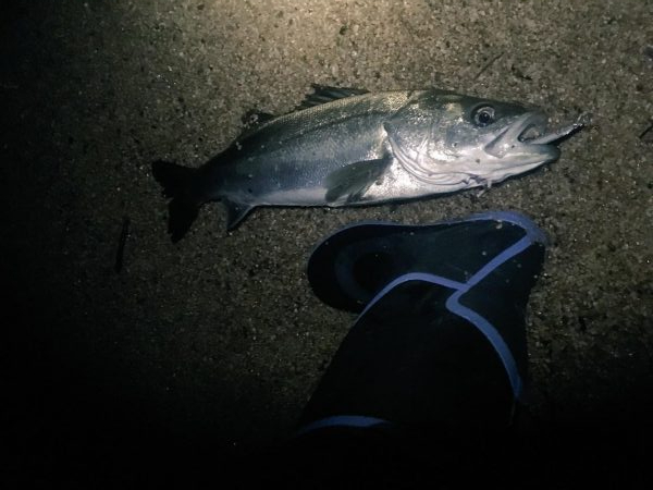 シーバス、アジ