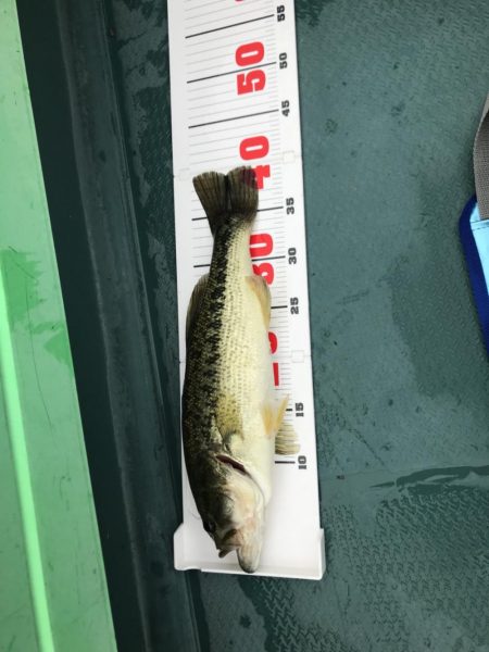 バス釣り40アップ2本