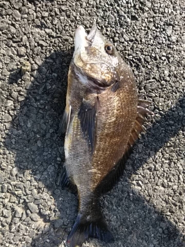 ゴールデンウィーク最終