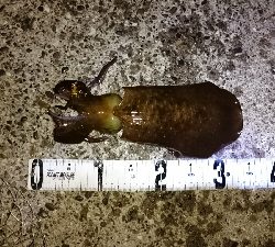 メバルシーバス&アオリ!!