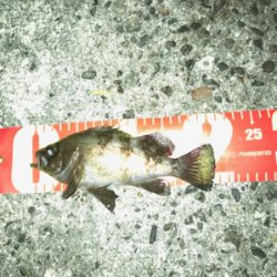 ナイトプラッキングゲーム☆GUNNING-STYLE