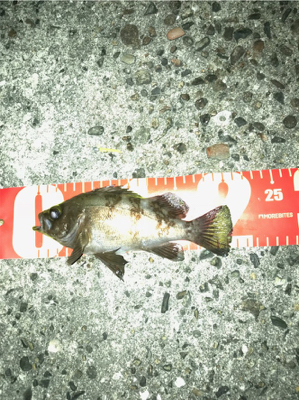 ナイトプラッキングゲーム☆GUNNING-…