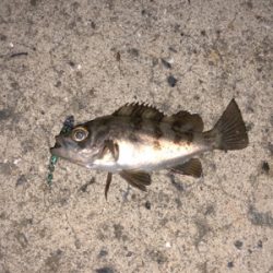 漁港メバリング