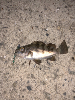 漁港メバリング