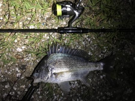 劇浅 淀川チニング