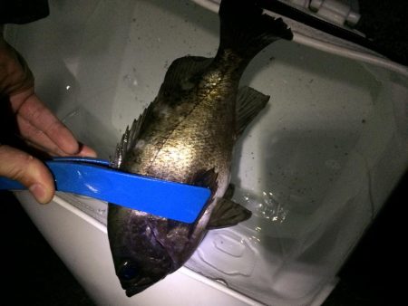 仕事帰りにメバリング