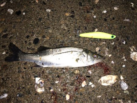 坊主よりはマシか？