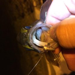 力をつけたメバル