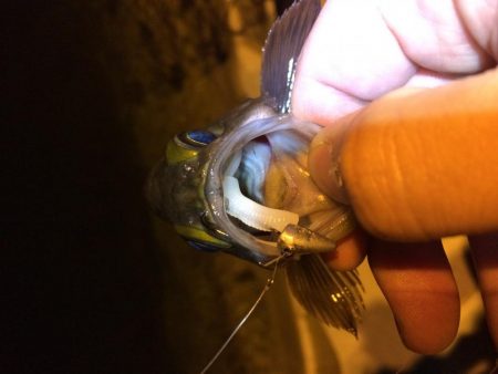 力をつけたメバル