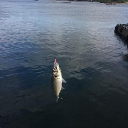 風の中のソルパラ