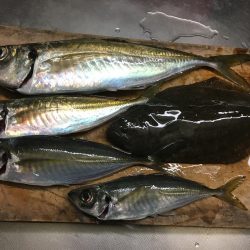 ヒラメちゃん！