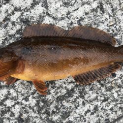 コブダイｊｒ！