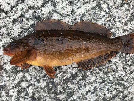 コブダイｊｒ！