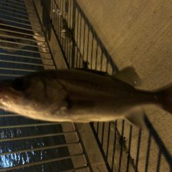 チーバス。。。