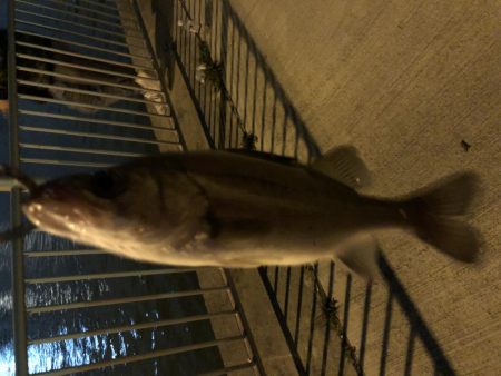 チーバス。。。