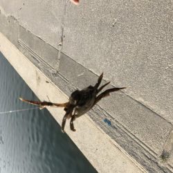 テナガエビ不発