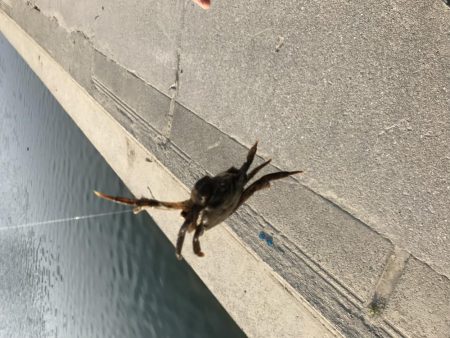 テナガエビ不発