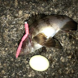 平日メバリング