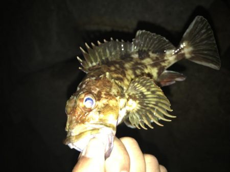 どシャローゲーム