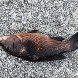 夕方からちょろっと。