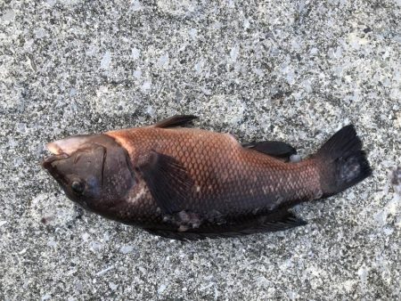 夕方からちょろっと。