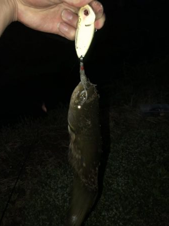 石川県木場潟ナマズ釣行