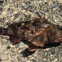 困った時のガッシー！