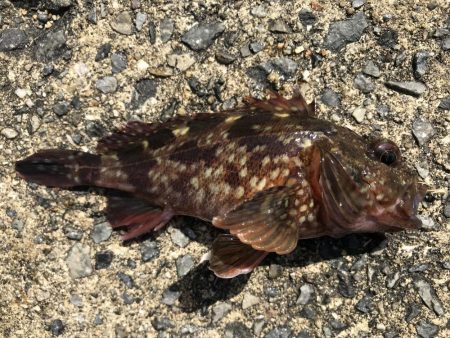 困った時のガッシー！