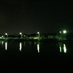 メバリングちびっ子編