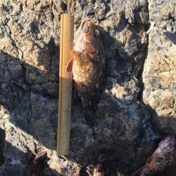 烏賊 不発からのオカズ釣り