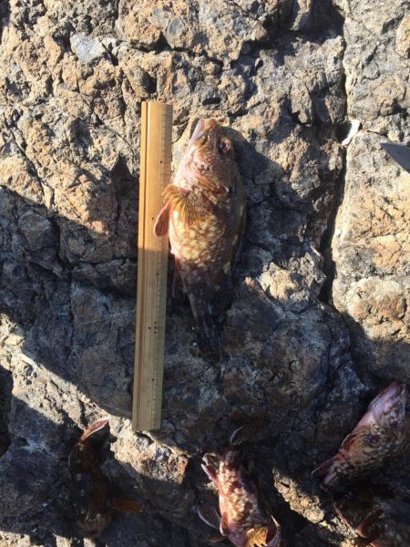 烏賊 不発からのオカズ釣り