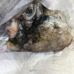 春らしくなった