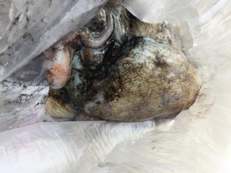 春らしくなった