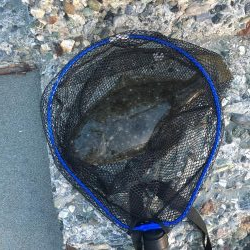 初サーフ初ヒラメ