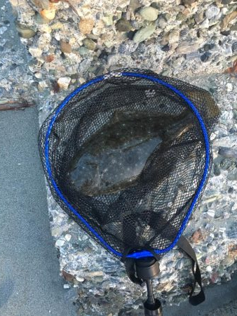 初サーフ初ヒラメ