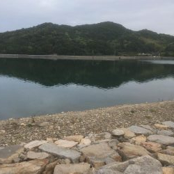 安戸池でカンパチ