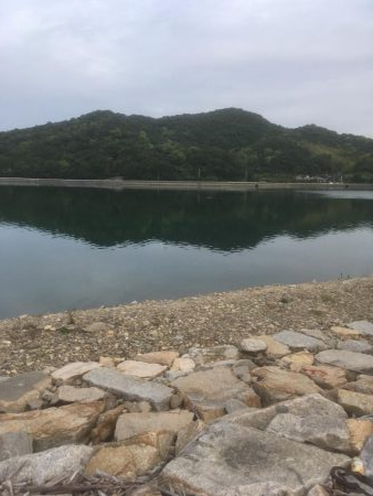 安戸池でカンパチ