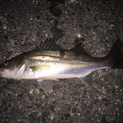 マゴチとシーバス