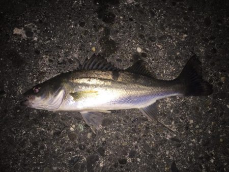 マゴチとシーバス