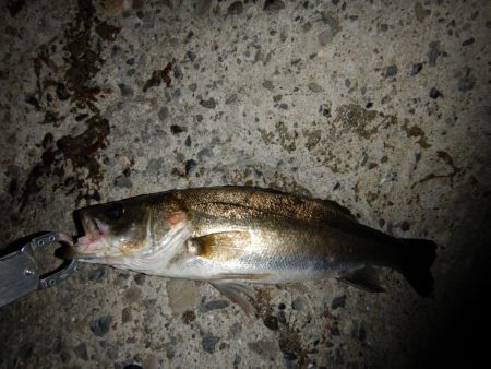 まだいけるかな