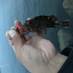 夕まずめ 短時間