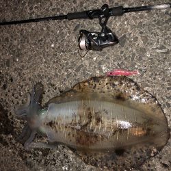 春イカエギング