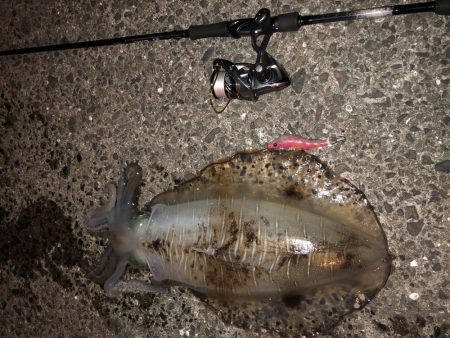 春イカエギング