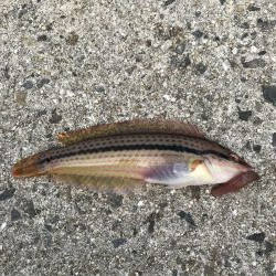 マムシは良く効く